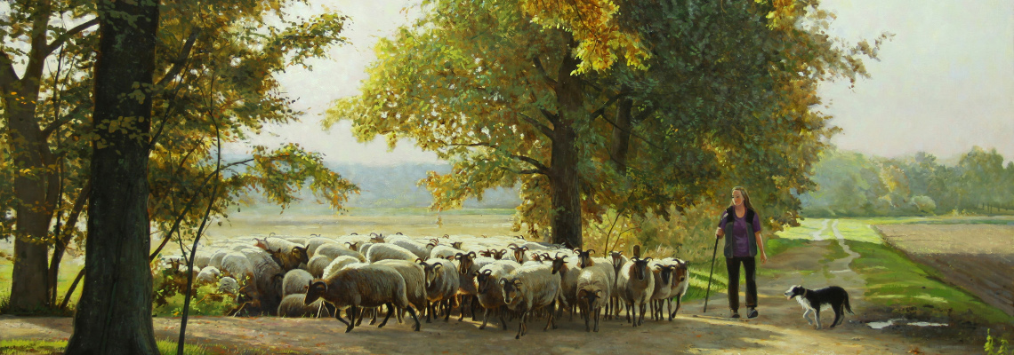 Drentse heideschapen