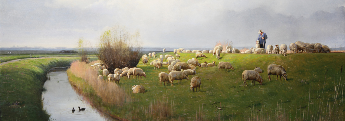 Kempische heideschapen Eemdijk