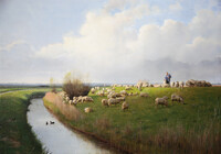 Kempische heideschapen Eemdijk
